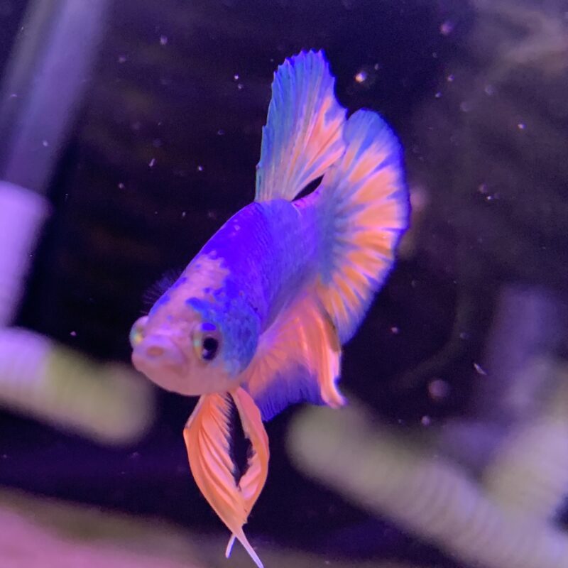 Betta