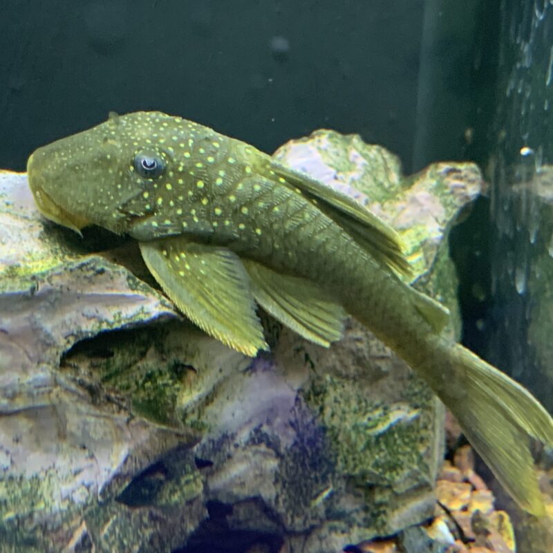 Pleco