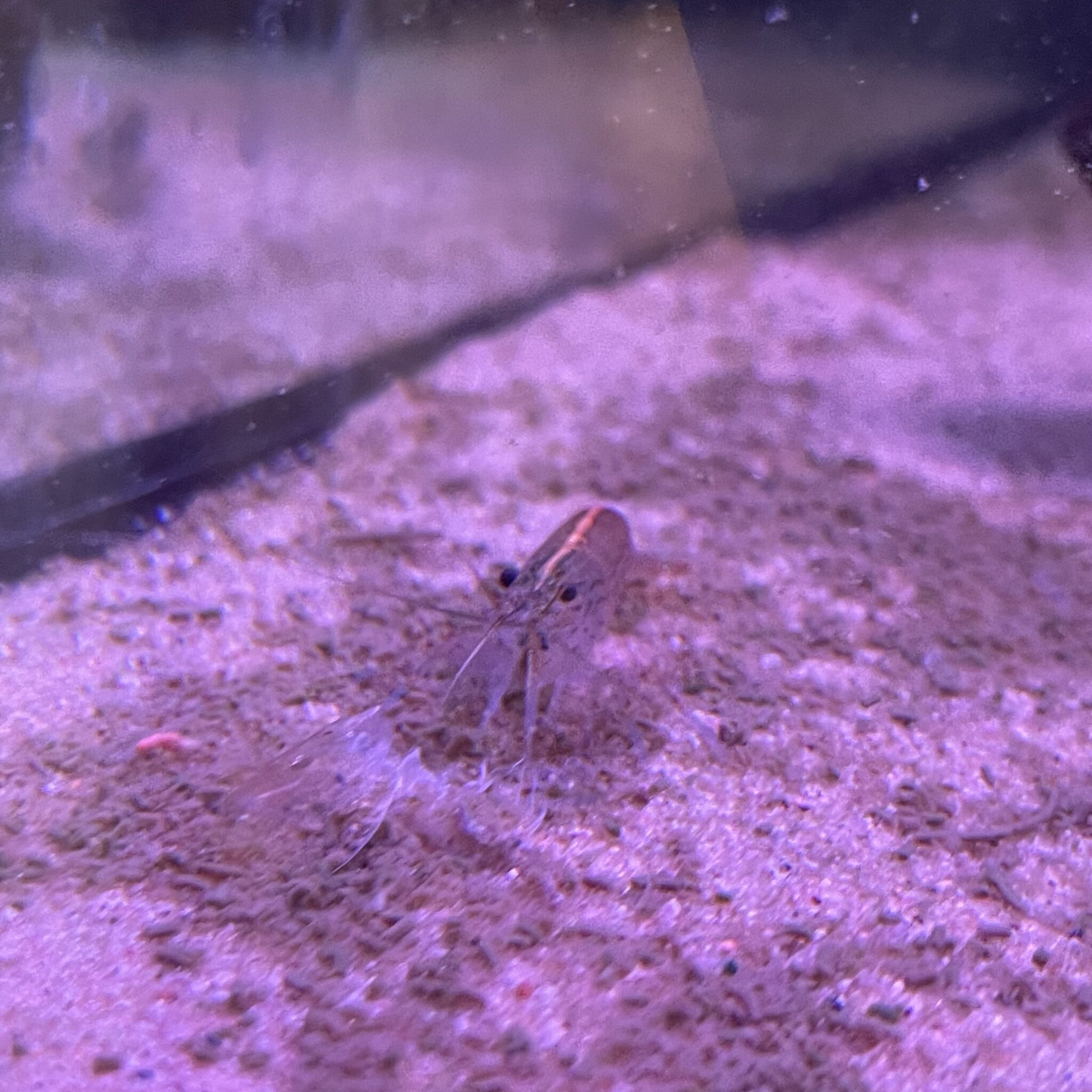 Amano Shrimp Large - Mother of Aquatics