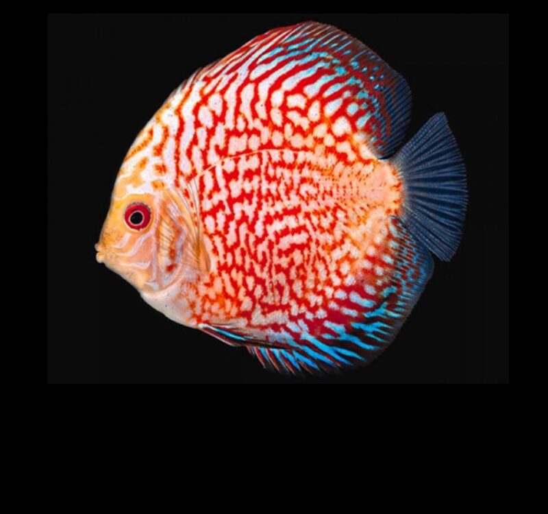 European Discus